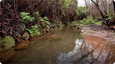 Ecosystem