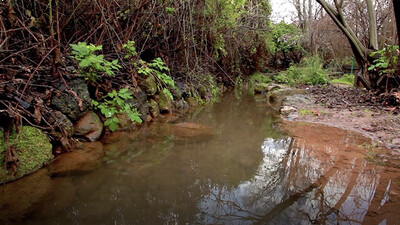 Ecosystem