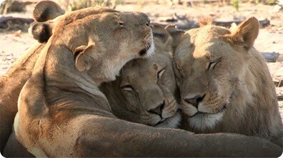 Lions