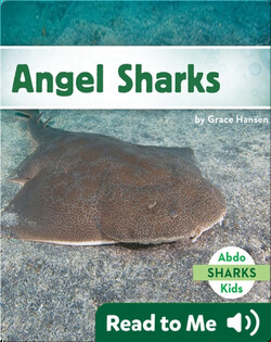 Angel Sharks