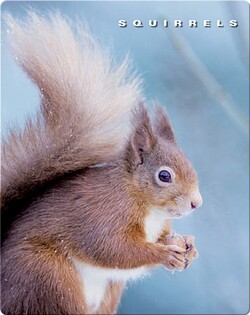 Squirrels