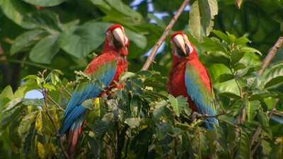 Zoology - The Magnificent Macaw