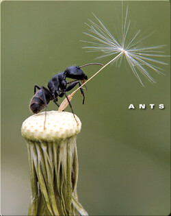 Ants