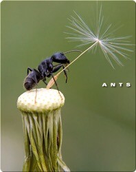 Ants