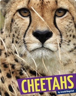 Cheetahs