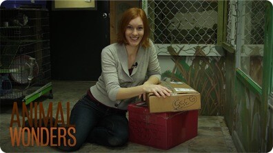 Package Full of Surprises!