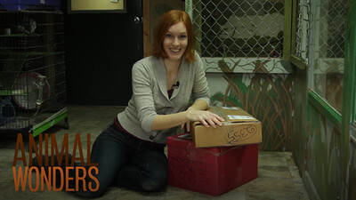Package Full of Surprises!
