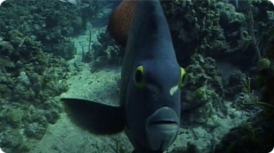 Under the Waves: Exploring With Submarines