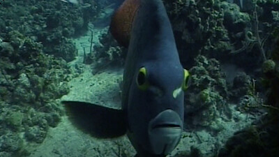 Under the Waves: Exploring With Submarines