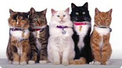 Which Cat Breeds Make Awesome Pets?