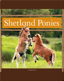 Shetland Ponies