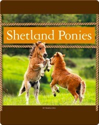 Shetland Ponies