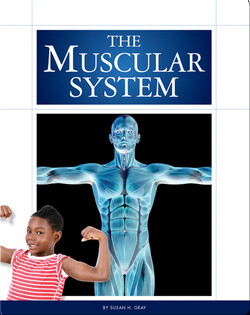 The Muscular System