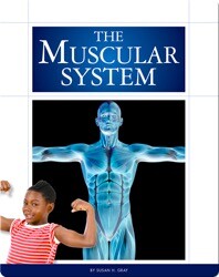 The Muscular System