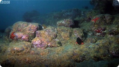 Army of Sea Urchins - BBC Planet Earth