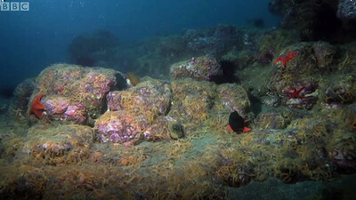 Army of Sea Urchins - BBC Planet Earth