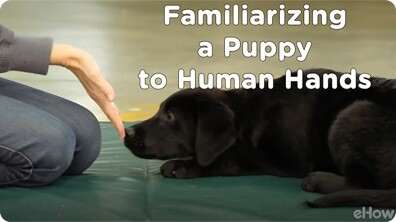Familiarizing a Puppy to Human Hands | Teacher's Pet With Victoria Stilwell