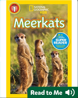 National Geographic Readers: Meerkats