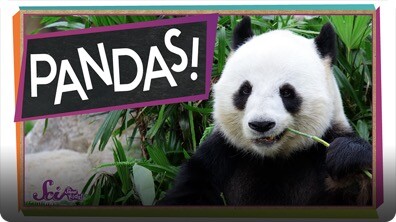 SciShow Kids: The Problem With Pandas