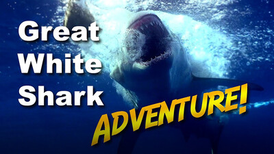 Jonathan Bird's Blue World: Great White Shark Adventure!
