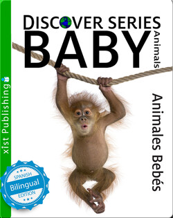 Animales Bebés/ Baby Animals