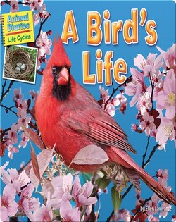 A Bird's Life