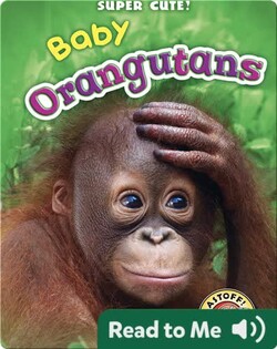 Super Cute! Baby Orangutans