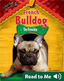 French Bulldog: The Frenchie