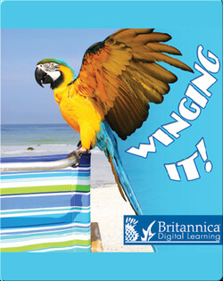 Winging It!