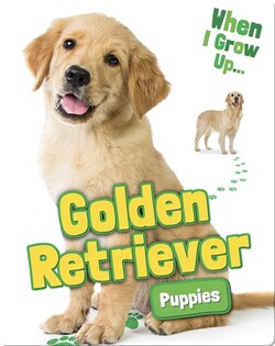 Golden Retriever Puppies