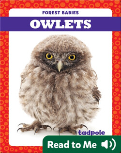 Owlets