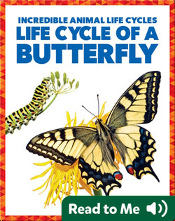 Life Cycle of a Butterfly