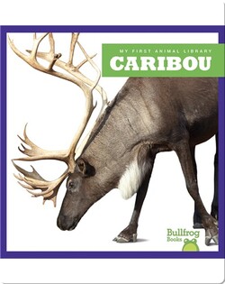 Caribou