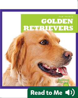Golden Retrievers