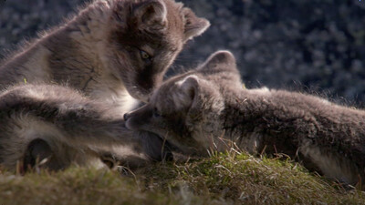 Young Animals Enjoy Their Day in the Sun