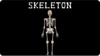 Skeletal System Song | The Human Body for Kids