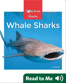 Whale Sharks