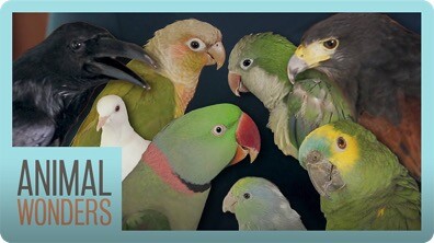 All Of Our Birds!