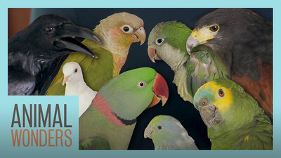 All Of Our Birds!