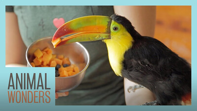 Baby Toucan's New Home