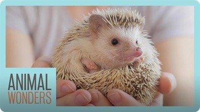 Meet and Greet: Tickles The Hedgehog