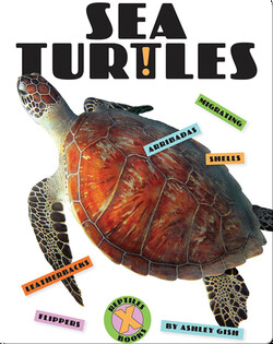 Sea Turtles
