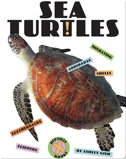 Sea Turtles