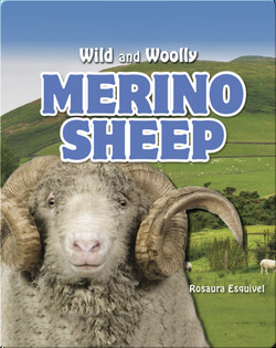 Merino Sheep