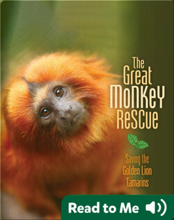 The Great Monkey Rescue: Saving the Golden Lion Tamarins