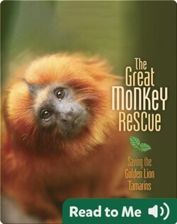 The Great Monkey Rescue: Saving the Golden Lion Tamarins