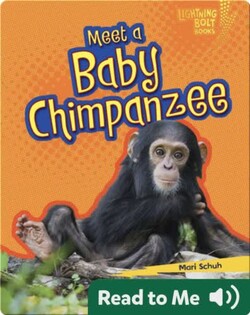 Meet a Baby Chimpanzee
