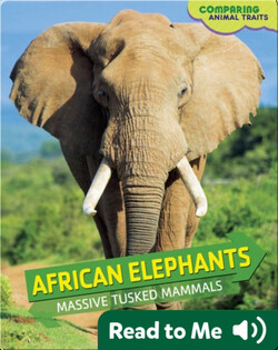 African Elephants: Massive Tusked Mammals