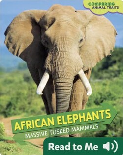 African Elephants: Massive Tusked Mammals