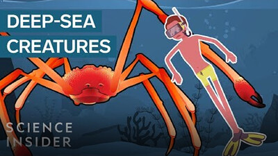 The Most Terrifying Creatures Of The Deep Sea